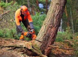 Best Tree Removal  in Hallowell, ME