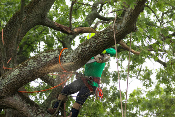 Best Fruit Tree Pruning  in Hallowell, ME